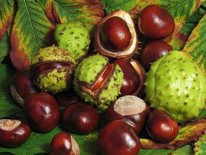 Castaña de Indias para preparar infusión a partir de VRV