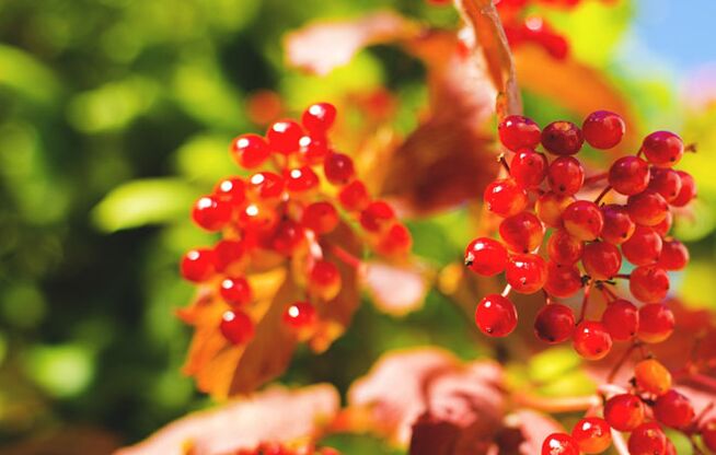 As bagas de viburnum axudan a curar as varices